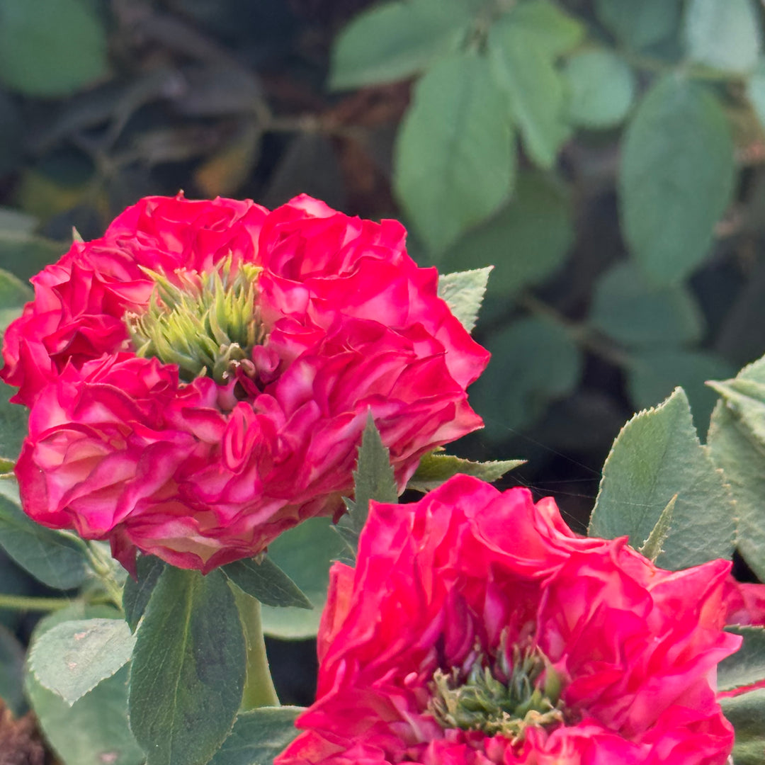 Two red blooms with green centers