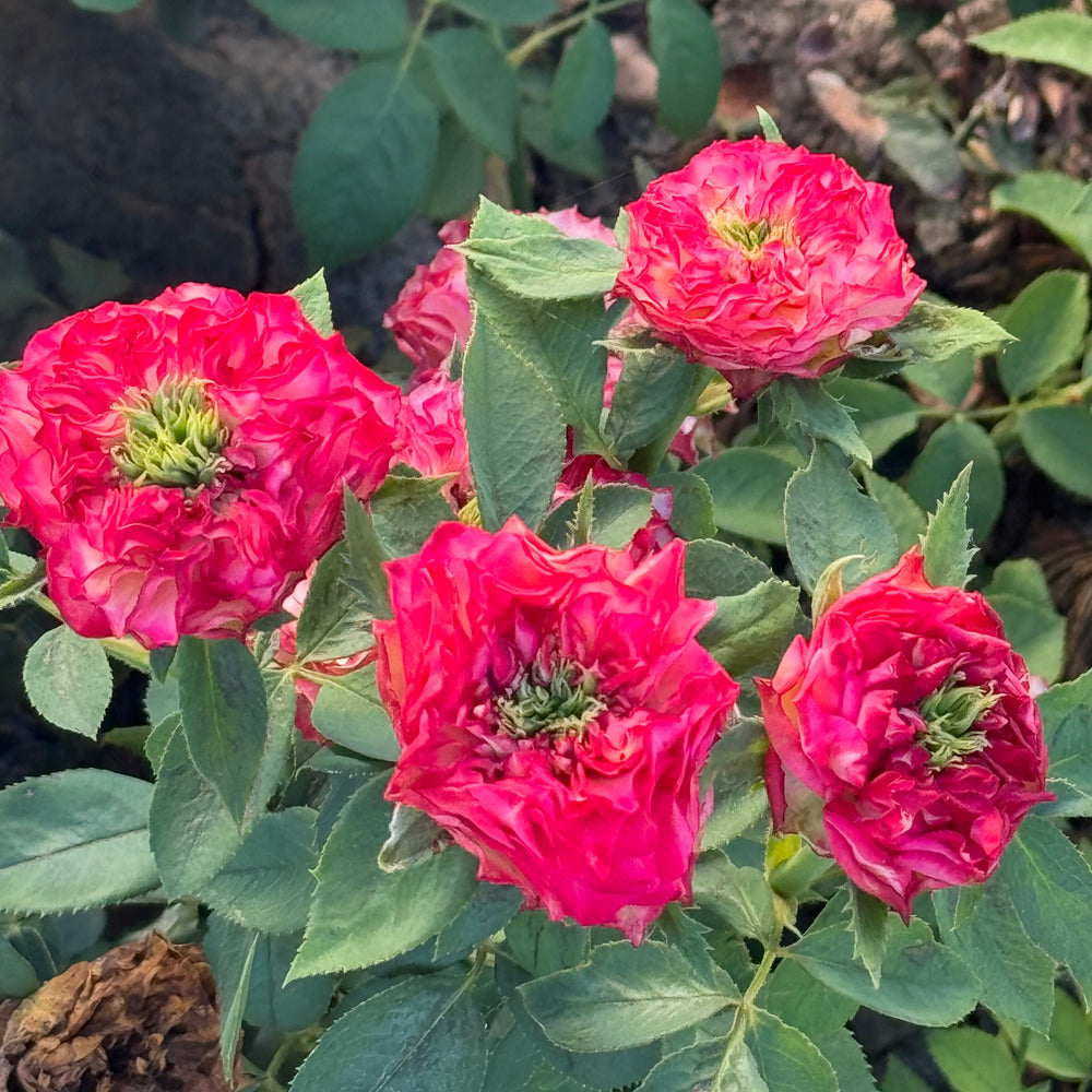 Close-up of pink flowers with green leaves in a natural setting