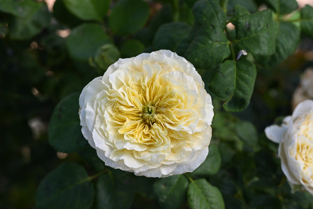 Close-up of a white and yellow flower with green leaves in the background