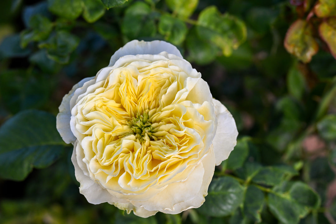 White and yellow flower with green leaves in the background