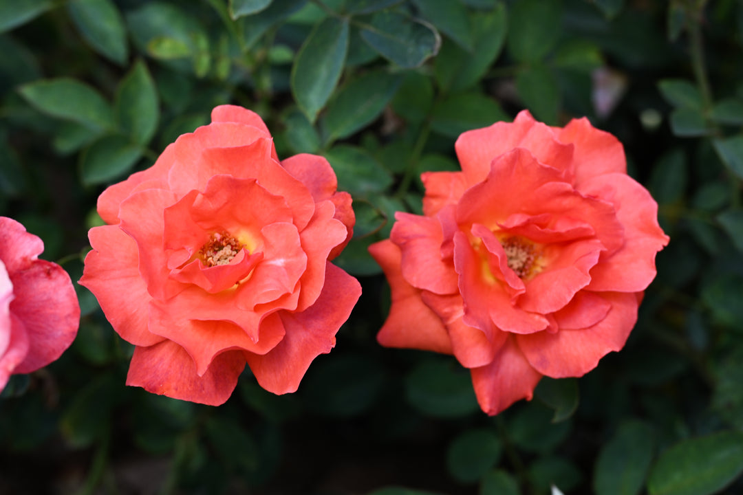 Two coral-colored roses with green leaves in the background