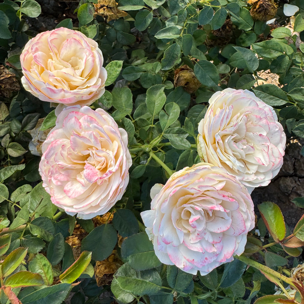 Four pink and white roses with green leaves in the background