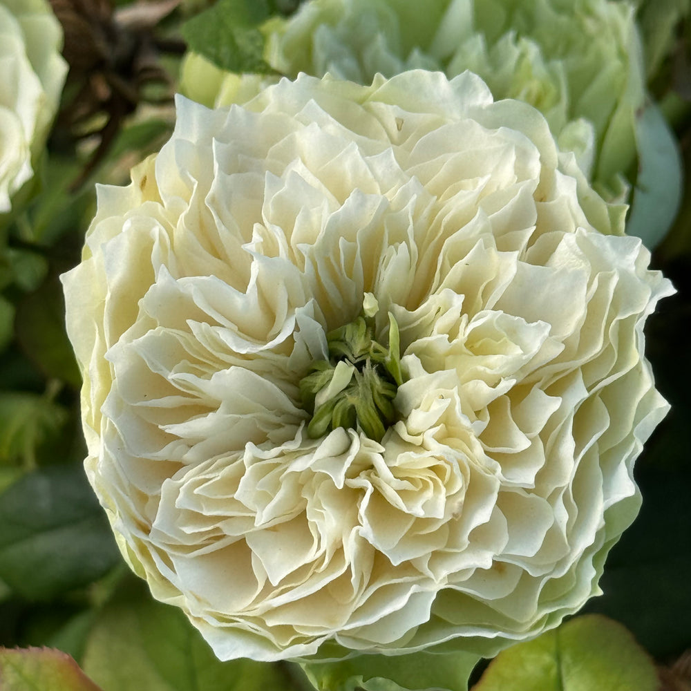 Close-up of a white flower with green leaves in the background