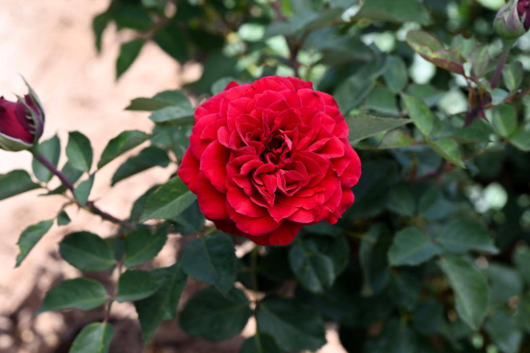 Close Up of red rose bloom