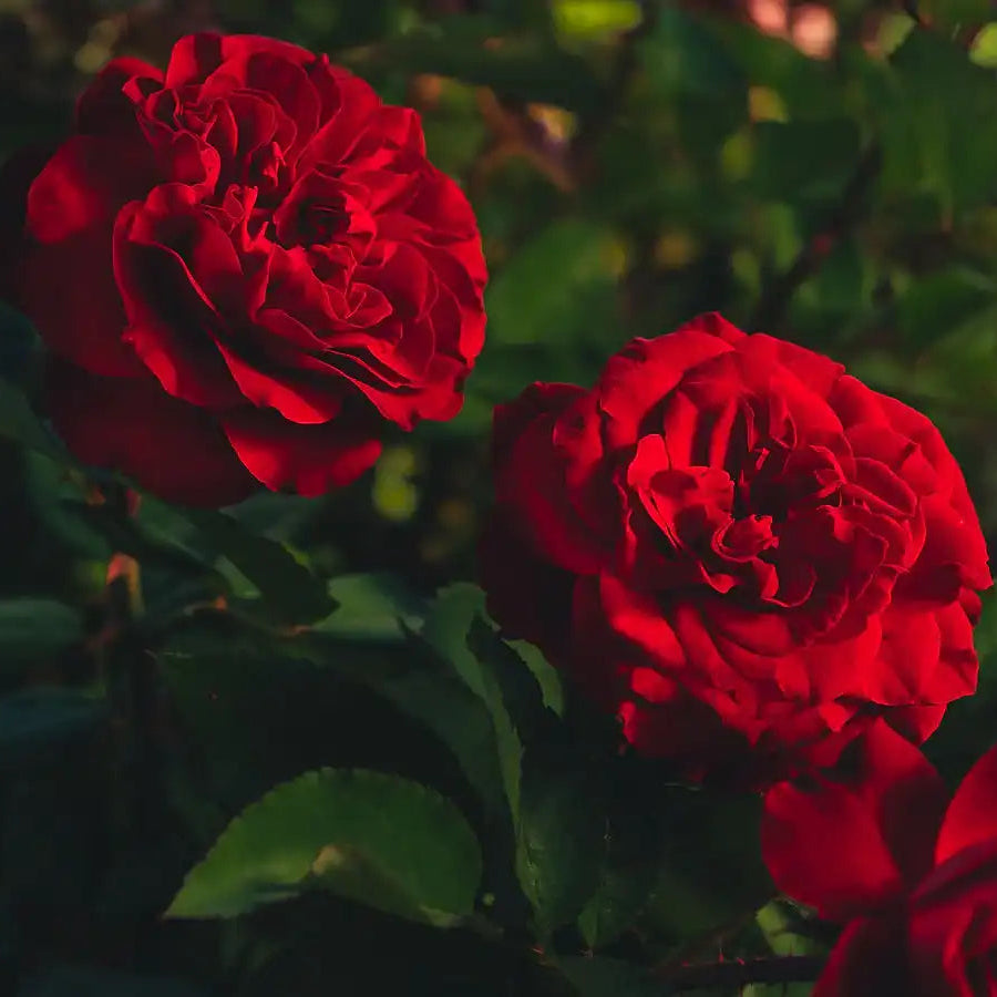 Ton of Bricks Cherry Red Rose
