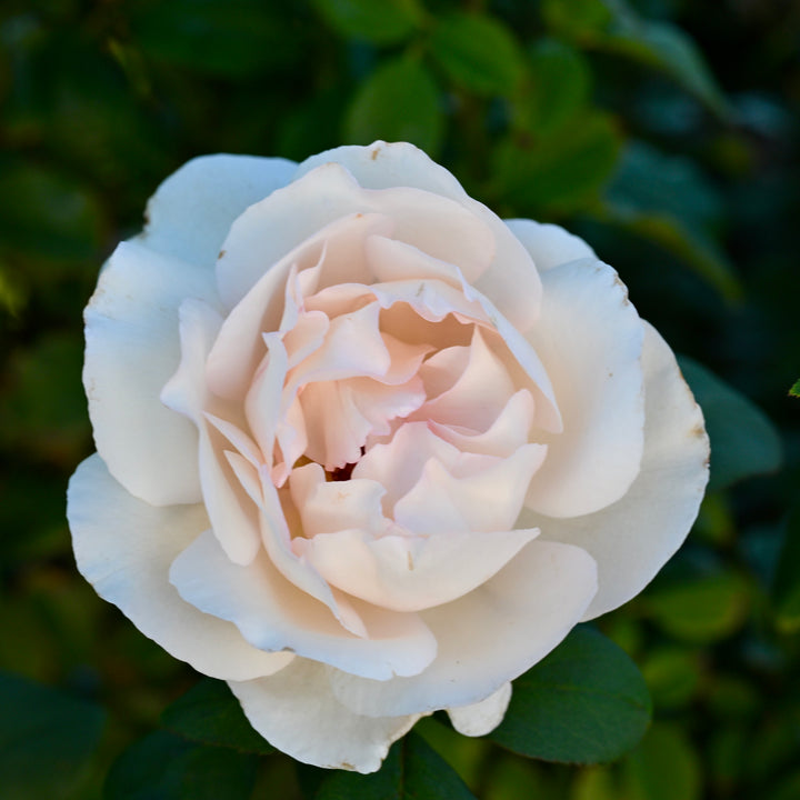 Tresor du Jardin