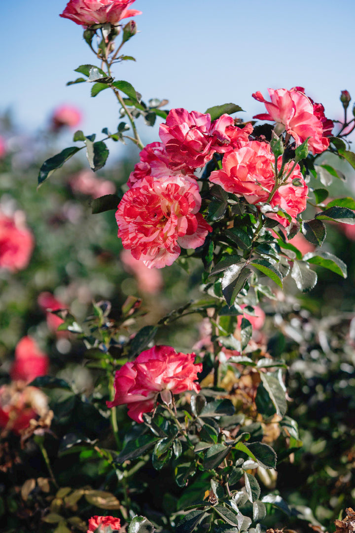 Alfred Sisley  Rose Bushes