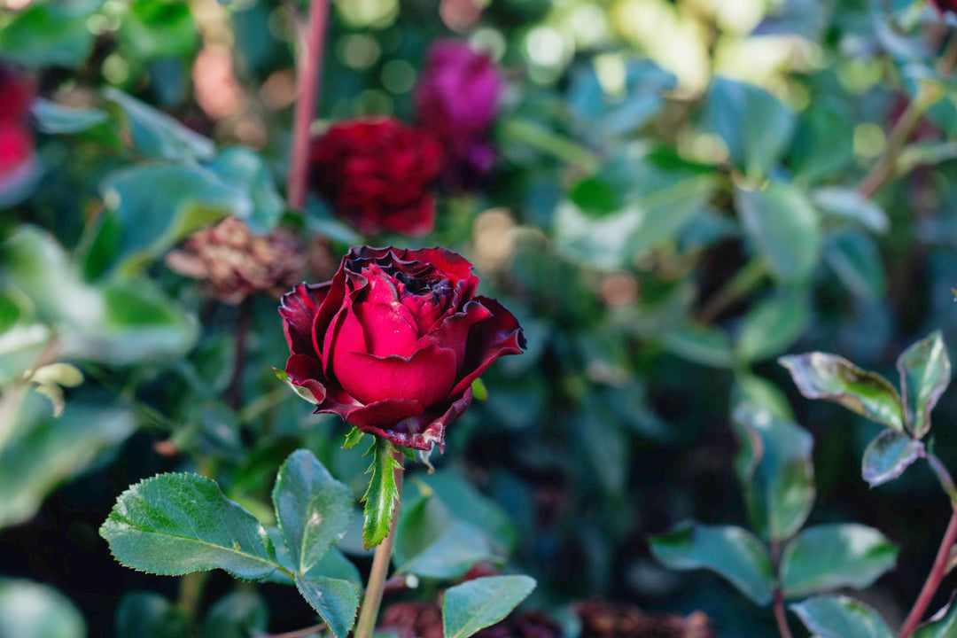 Black Velvet Rose Bushes