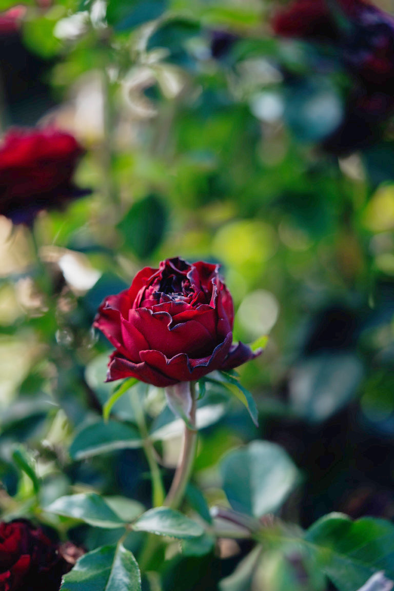 Black Velvet Rose Bushes