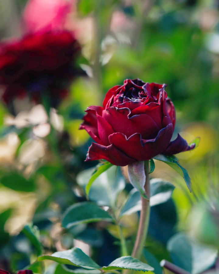 Black Velvet Rose Bushes