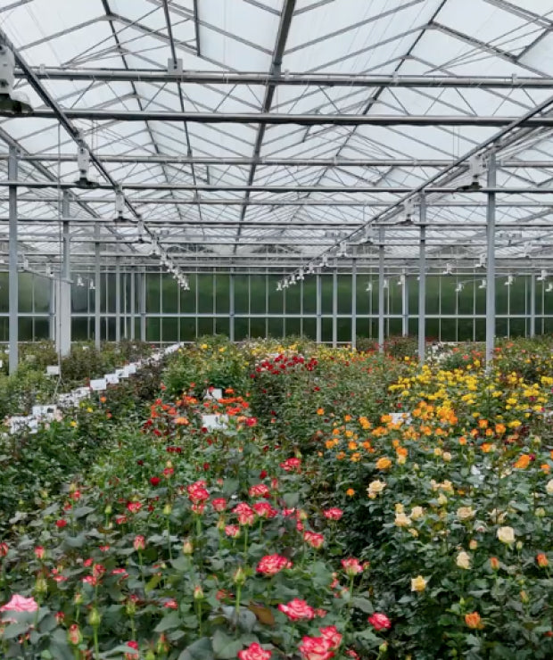 Family Owned Breeders