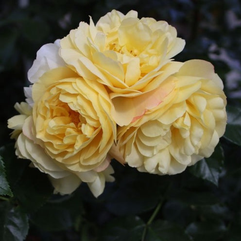 Close-up of a bouquet of yellow roses with a dark background