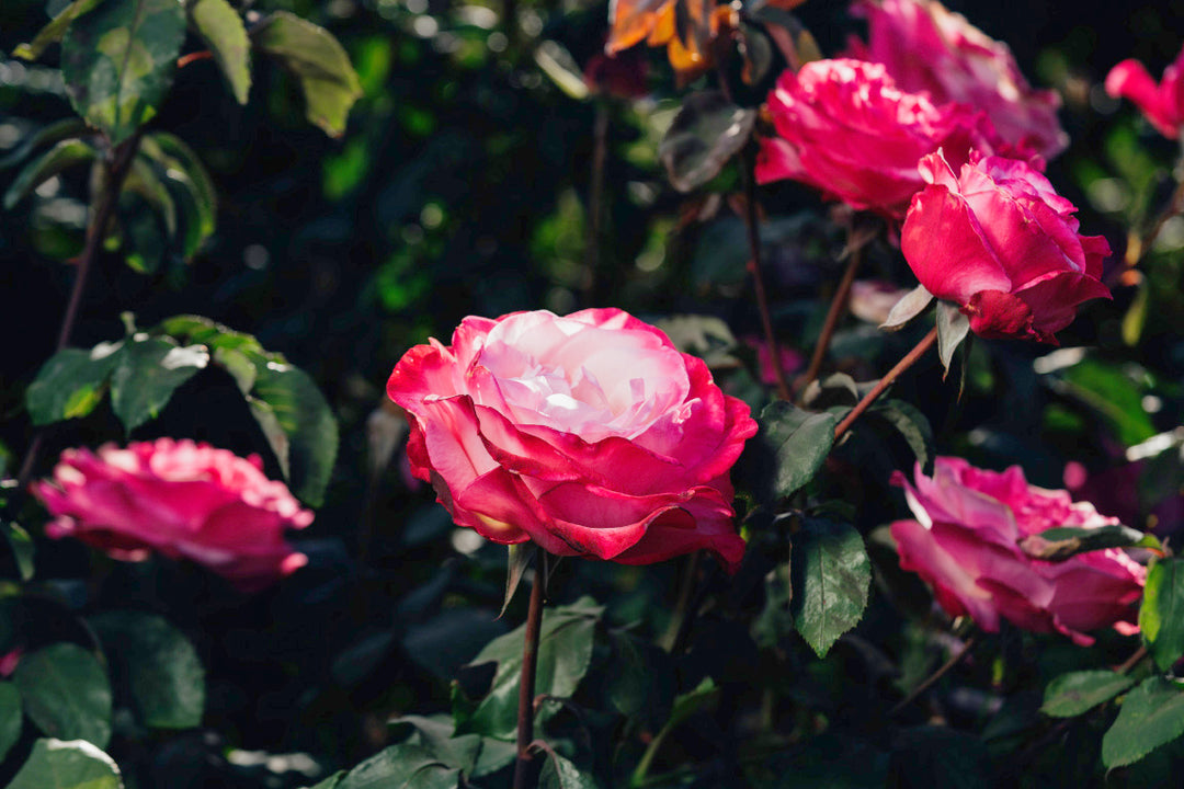 Patsy Cline Rose Bushes