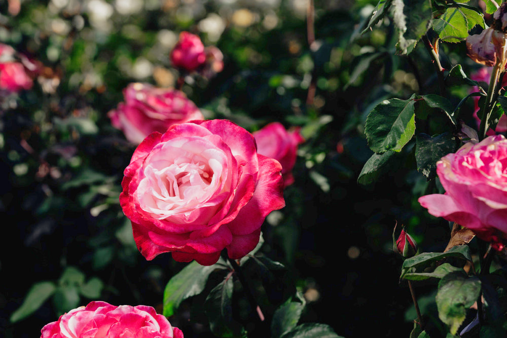 Patsy Cline Rose Bushes