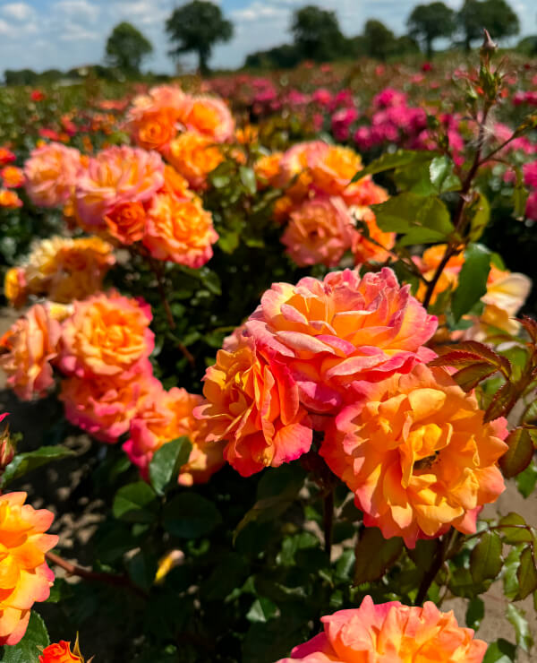 Orange Rose Bushes