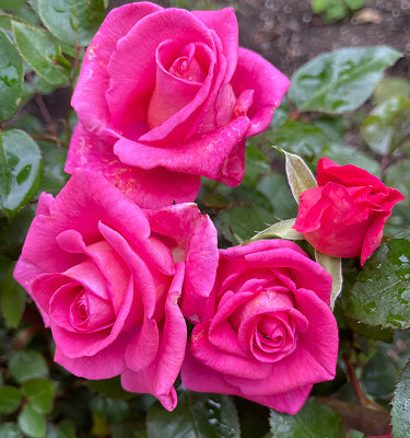 April & Ashley relaunches Barbra’s Baby as potted rose bush in limited release