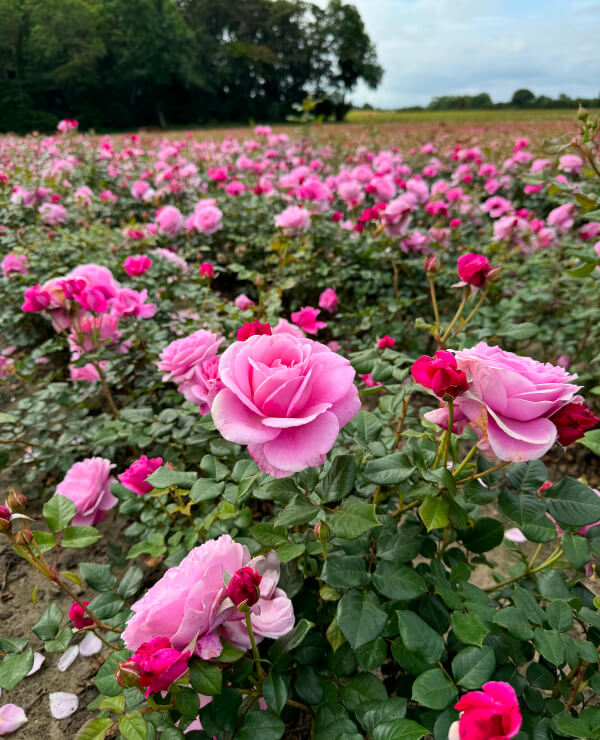 Rosa Guidance