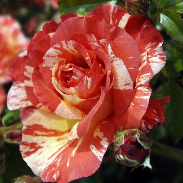 Close-up of a red and white striped rose with green leaves in the background.