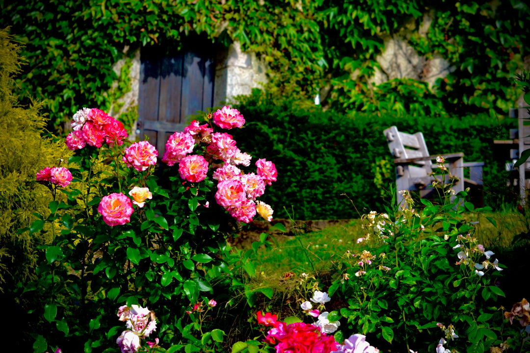 How to Plan Your Dream Spring Rose Garden
