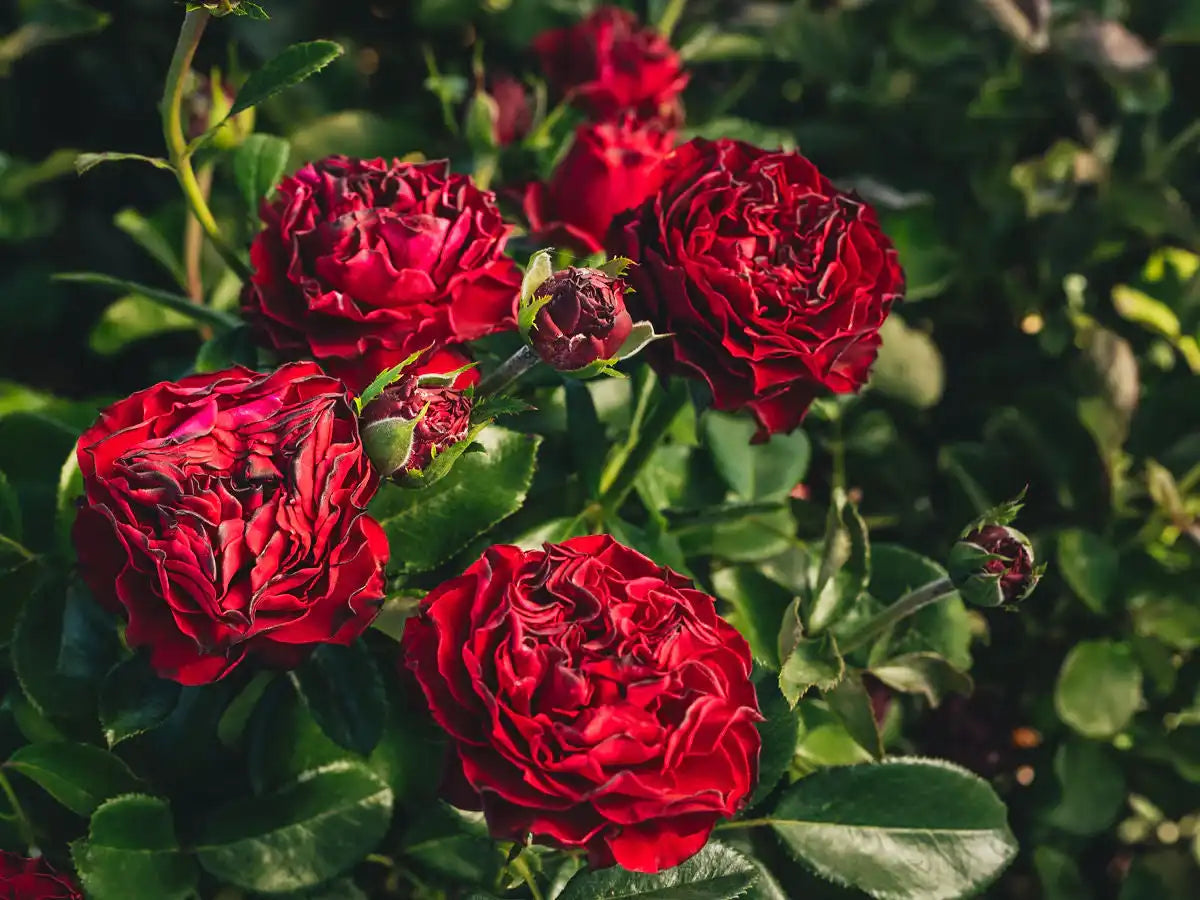 Own-Root vs. Grafted Roses: What’s the Difference?