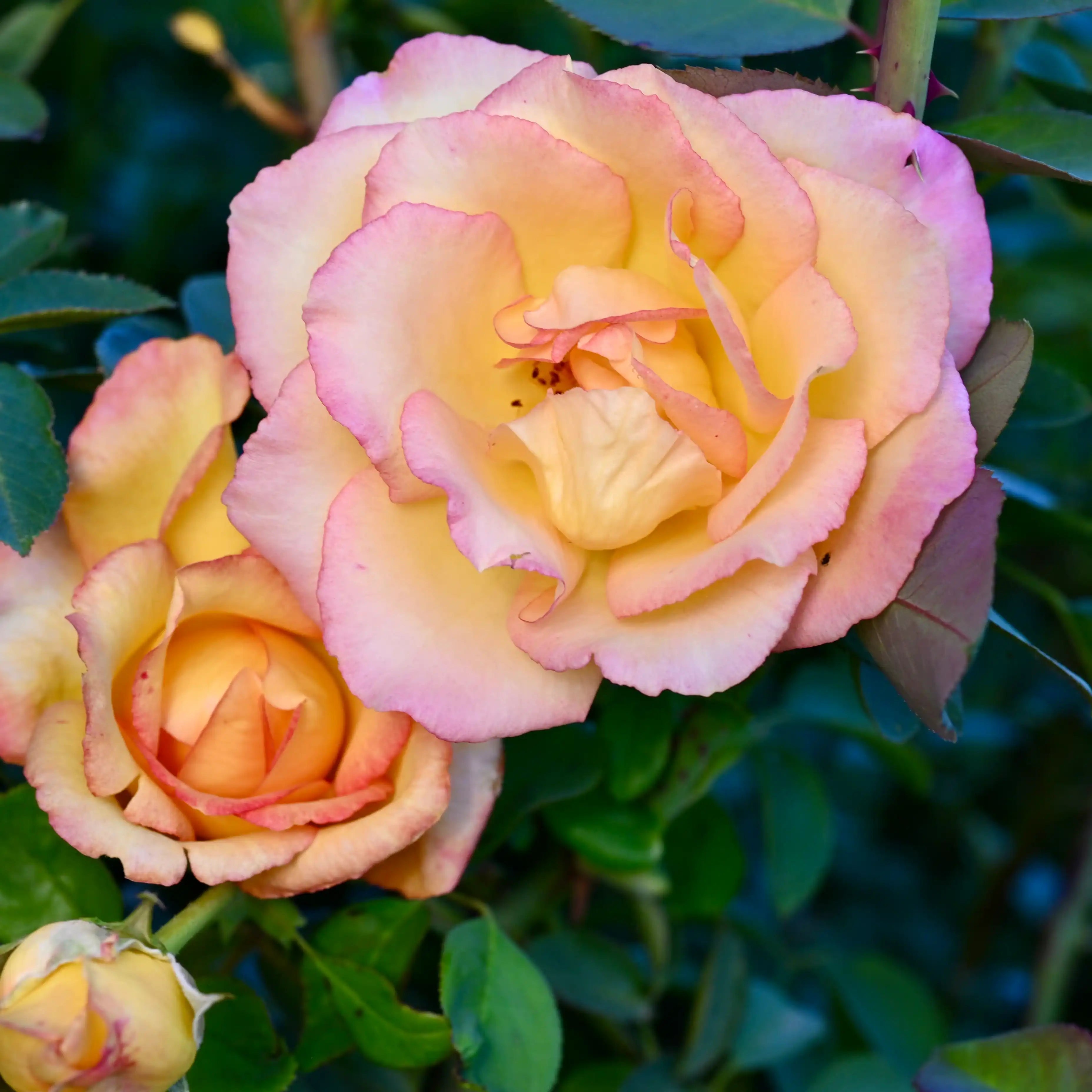 How to Train Roses to Climb and Create Standout Garden Features