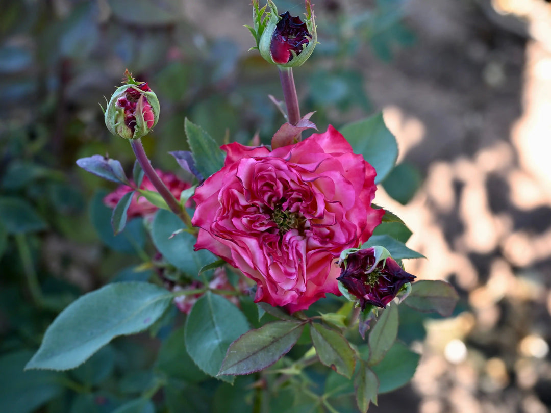 How to Identify Issues with Your Rose Plants
