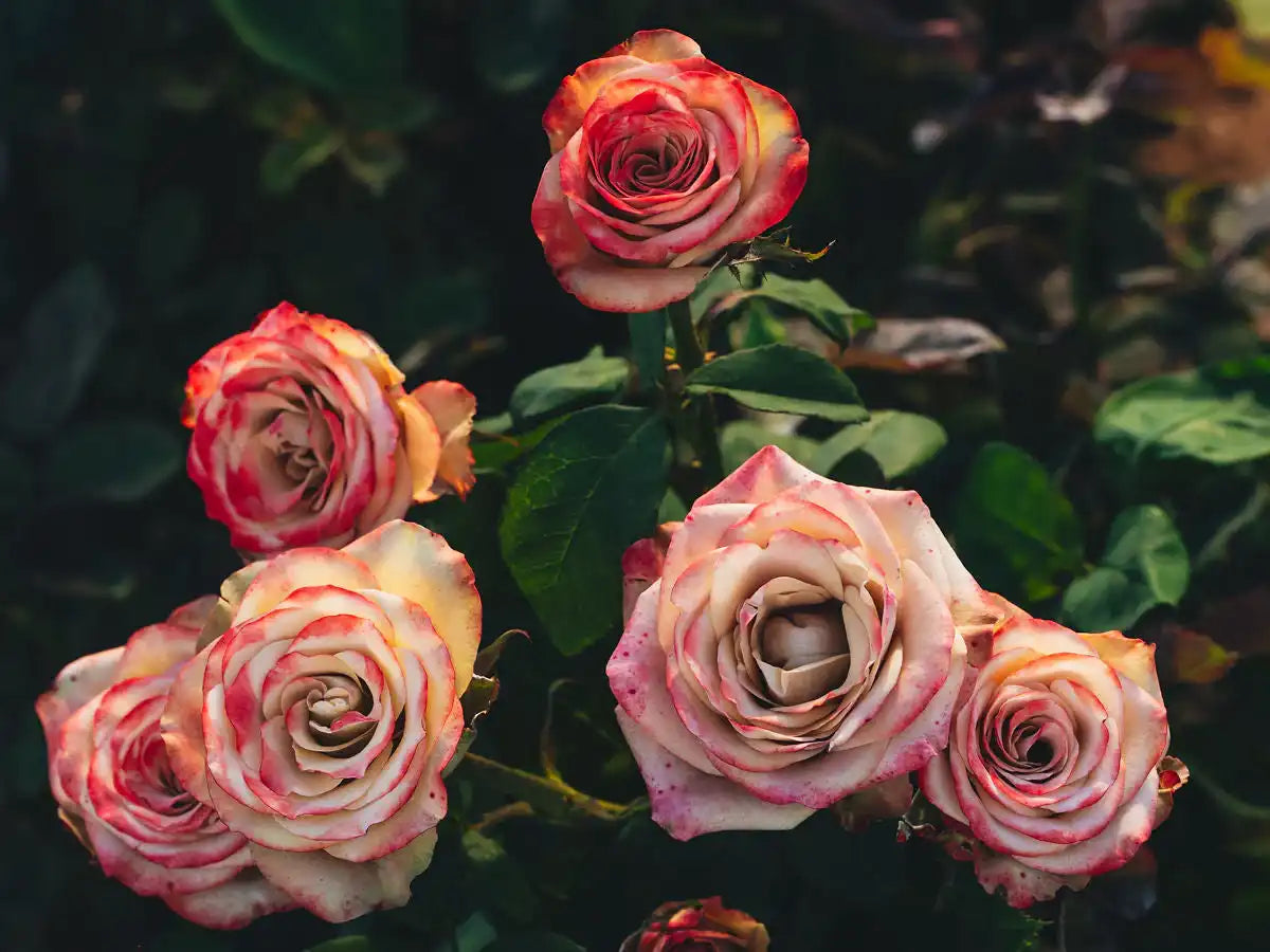 8 Reasons Why Your Roses Aren’t Blooming