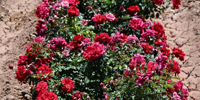 Controlling Common Pests in Rose Gardens: How to Identify and Treat Them
