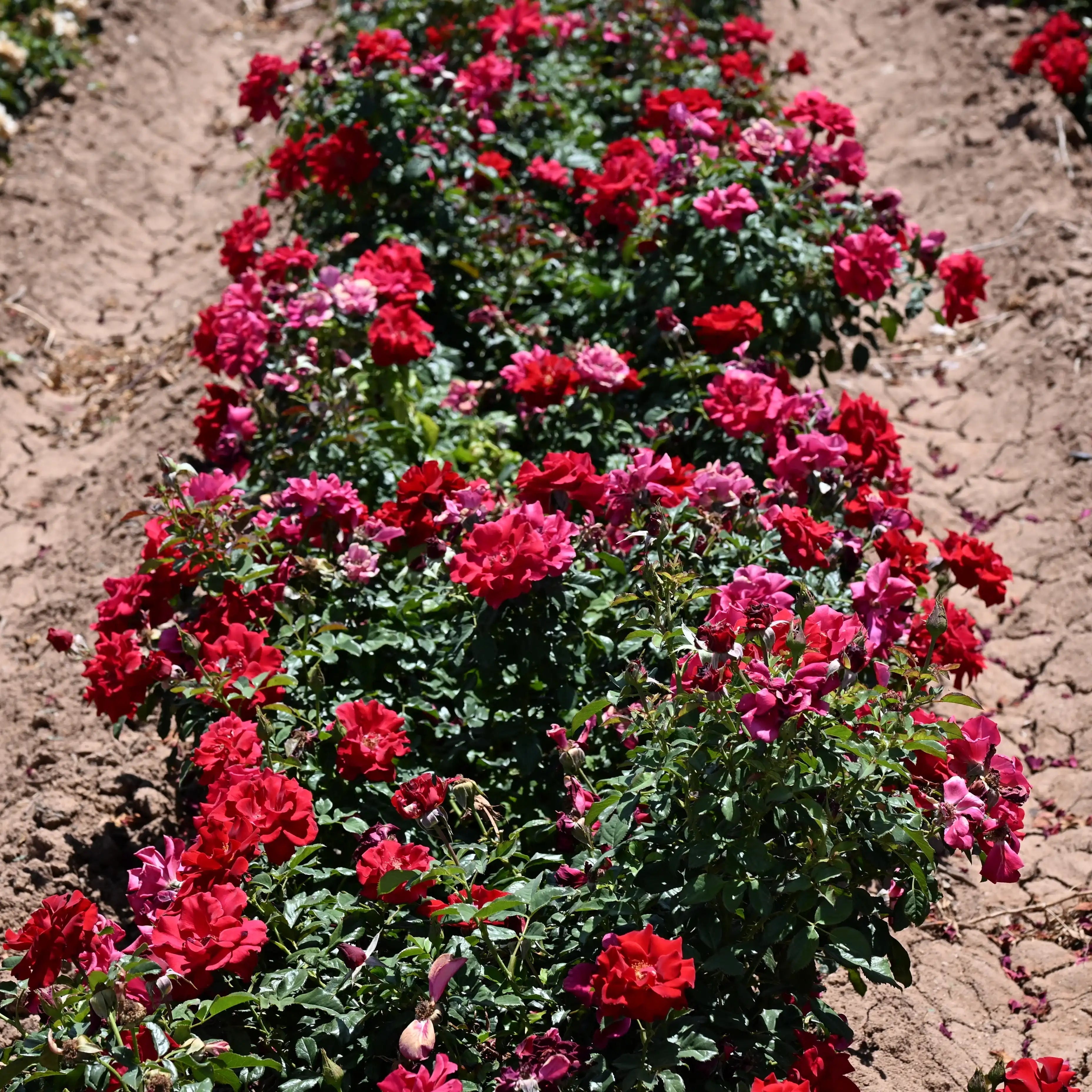 Controlling Common Pests in Rose Gardens: How to Identify and Treat Them
