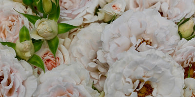 How to Deadhead Roses: A Step-by-Step Guide to More Blooms