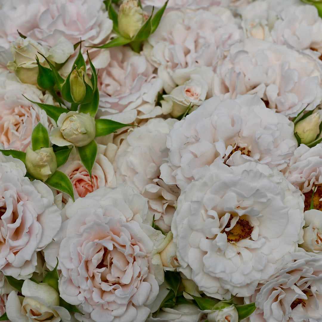 How to Deadhead Roses: A Step-by-Step Guide to More Blooms