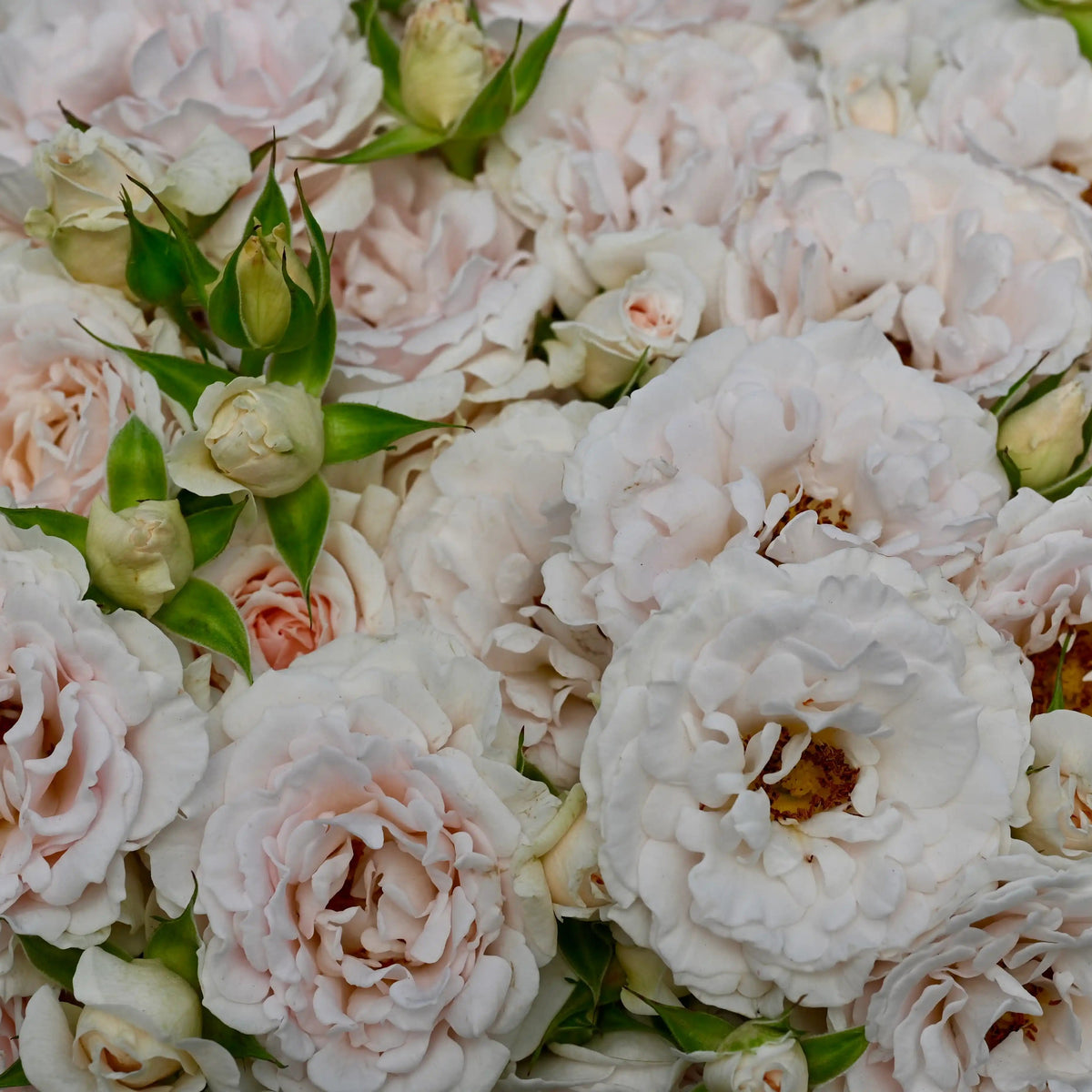 How to Deadhead Roses: A Step-by-Step Guide to More Blooms