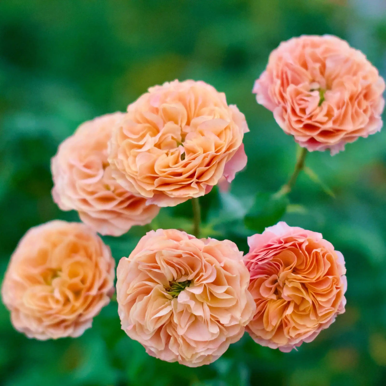 The Best Pots and Containers for Potted Roses