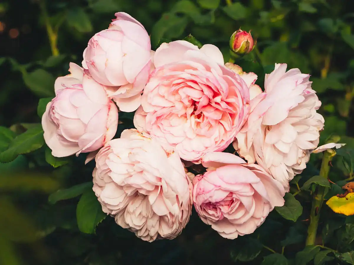 Climbing Roses vs. Rambler Roses: Which is Right for Your Garden?