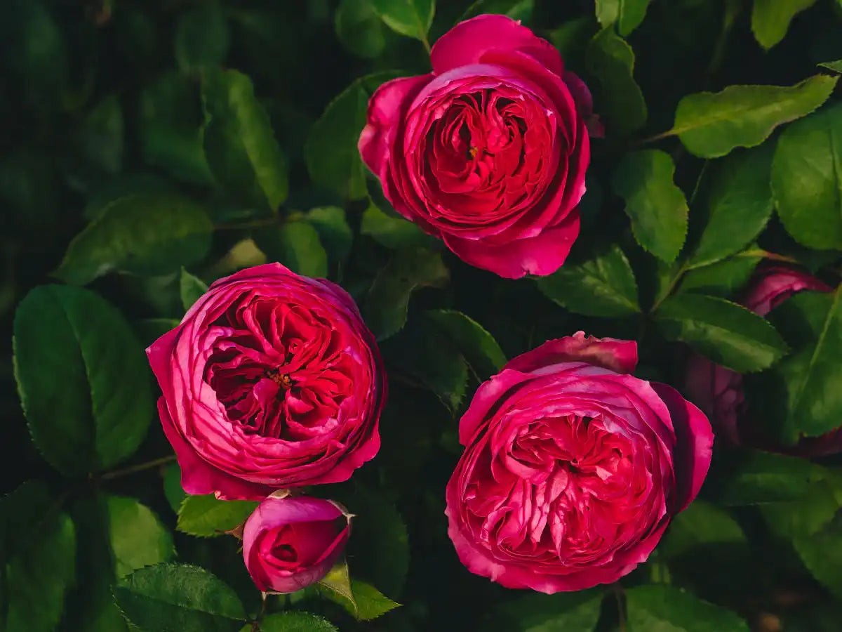 Rose Gardening at All Levels: Expert Tips for Healthy, Long-Lasting Blooms