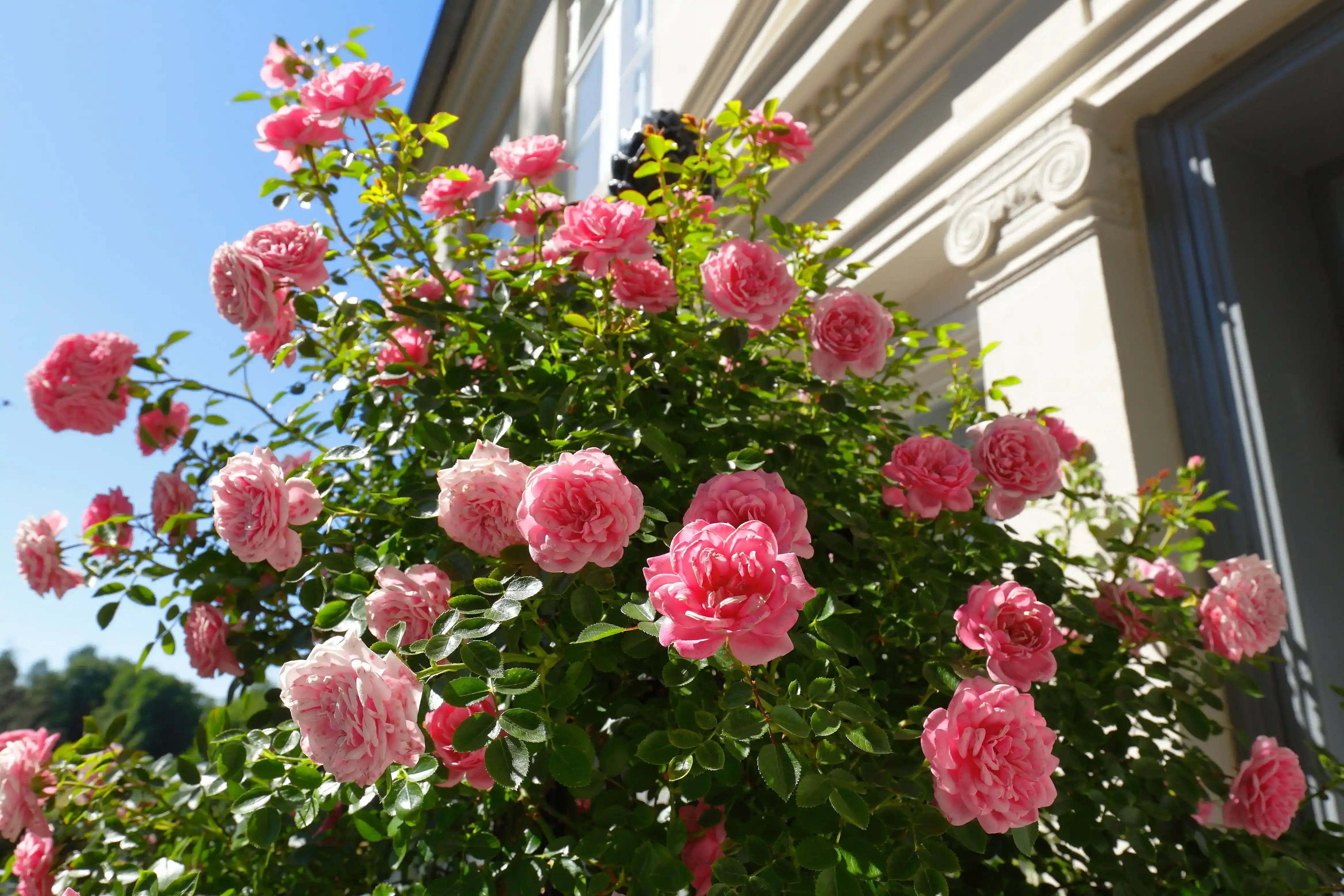 Guide to Fertilizing Roses for Beauty, Strength, & Resilience
