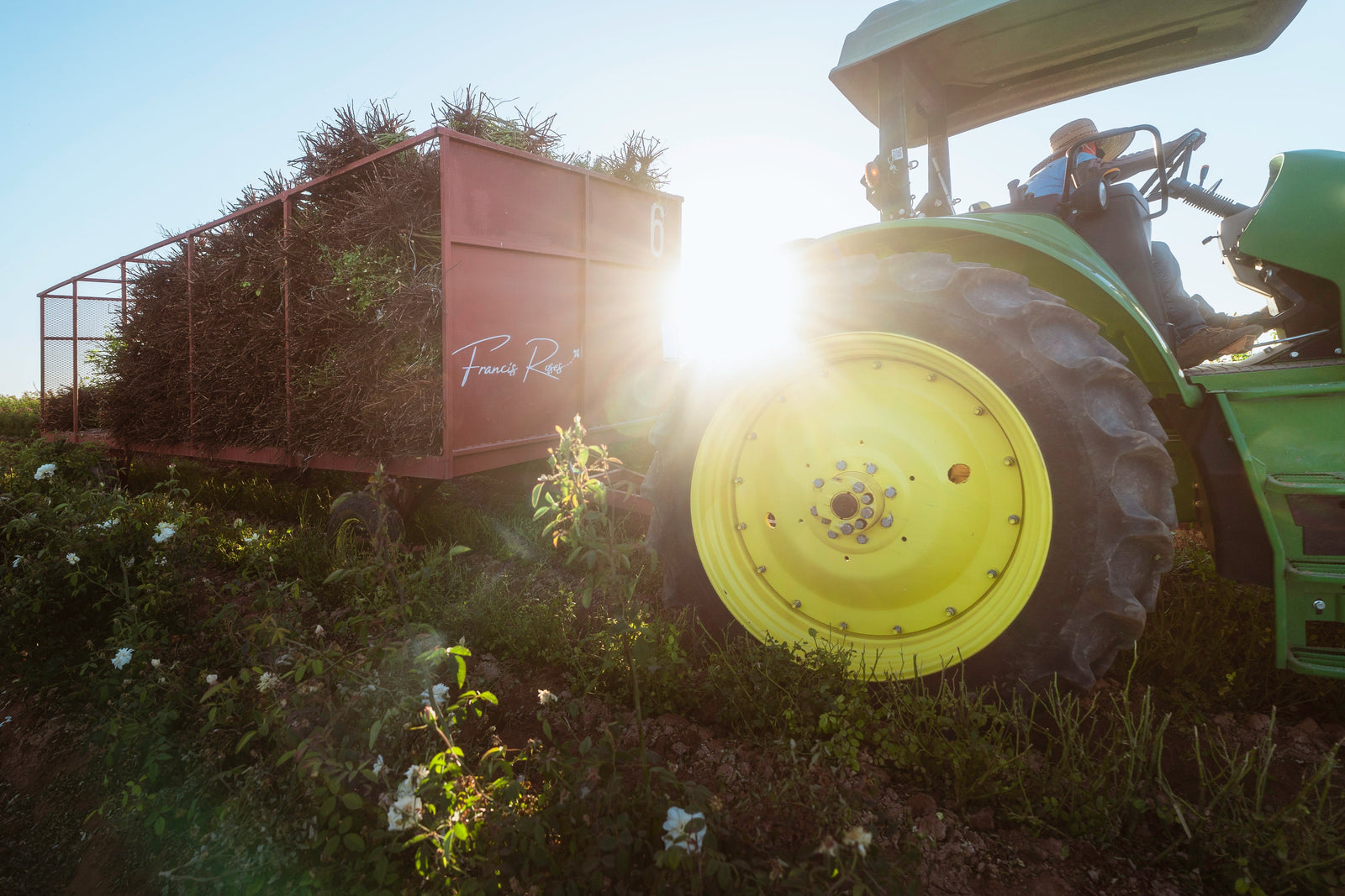 Cold Storage for Roses: A Look at Our Unique Harvesting Process