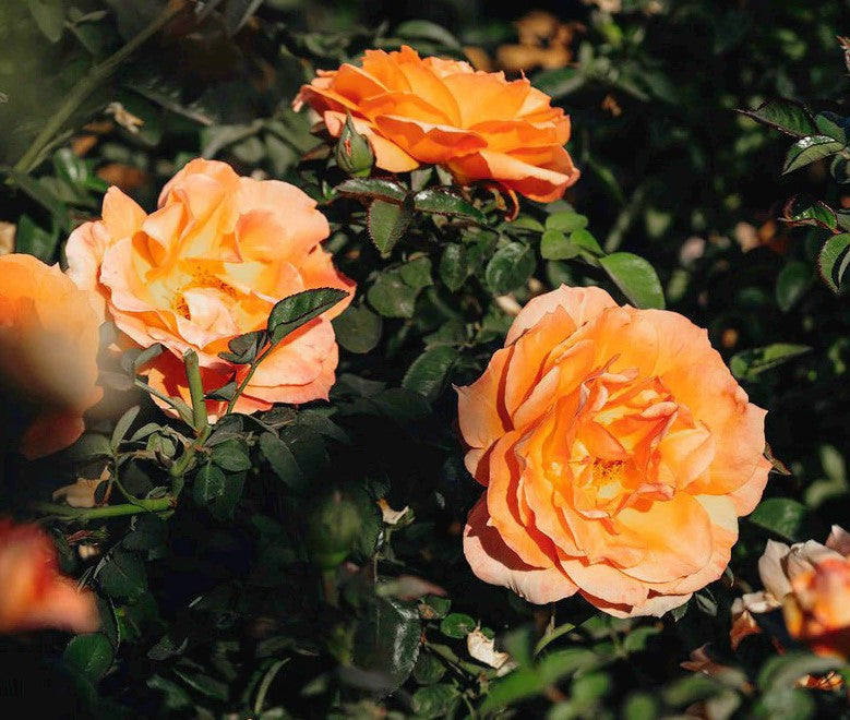 Unique Rose Breeds & Colors for Your Garden