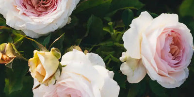 Powdery Mildew on Roses: How to Treat, Cure & Prevent It