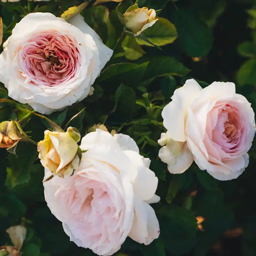 Powdery Mildew on Roses: How to Treat, Cure & Prevent It