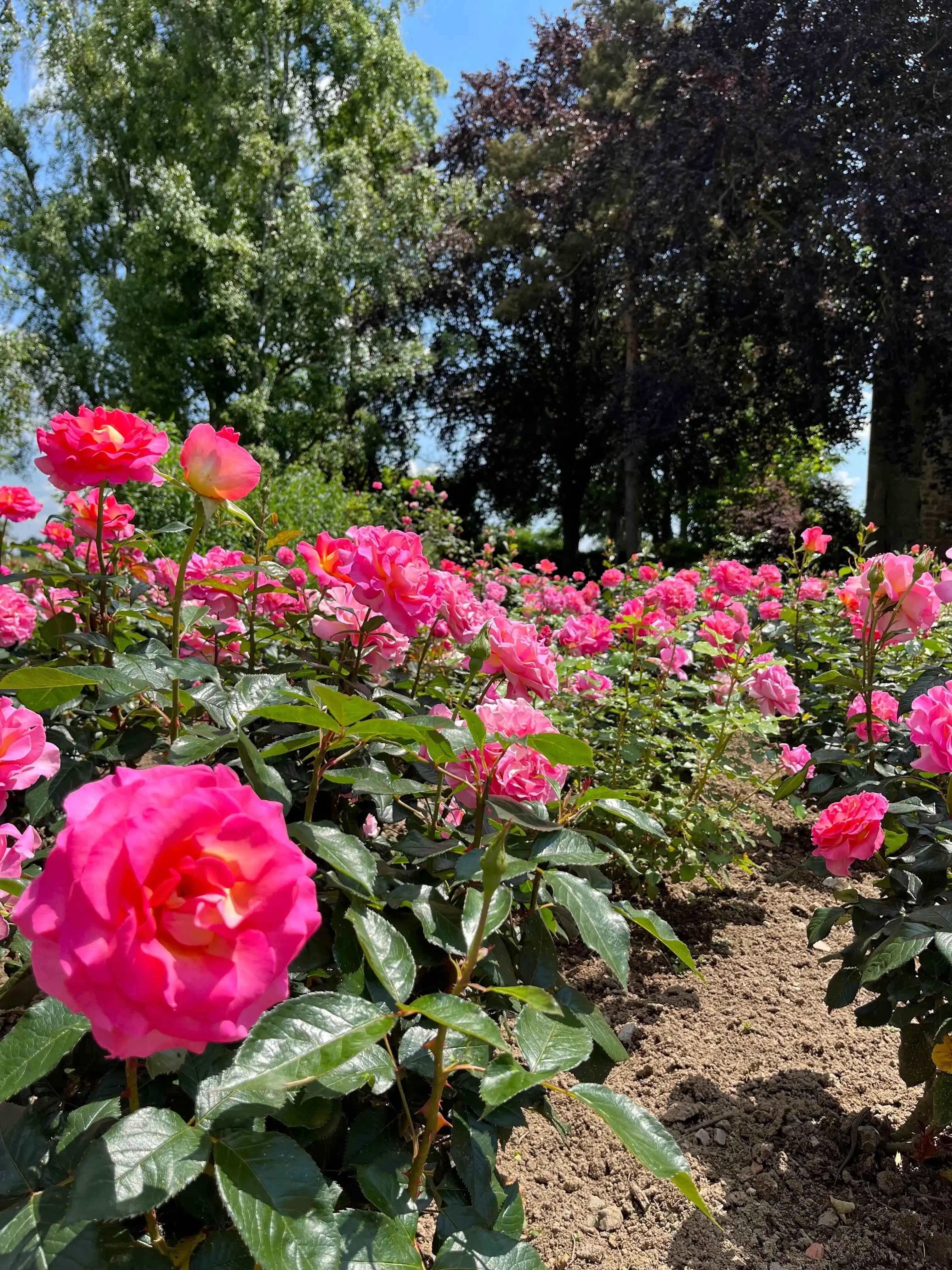 7 Rose Gardening Mistakes to Avoid