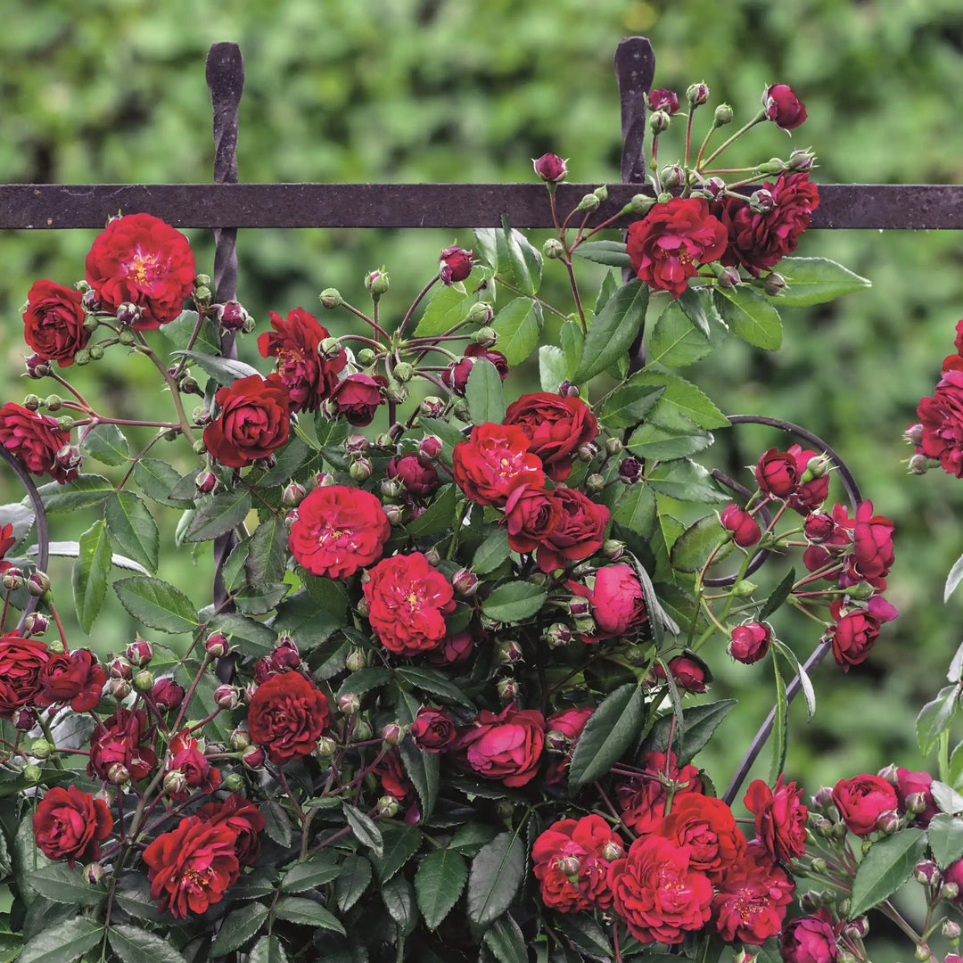 Types of Climbing Roses: Finding the Perfect Match