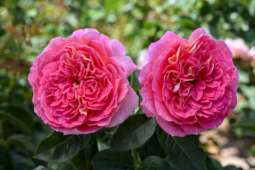 How to Grow Roses from Cuttings in 5 Simple Steps