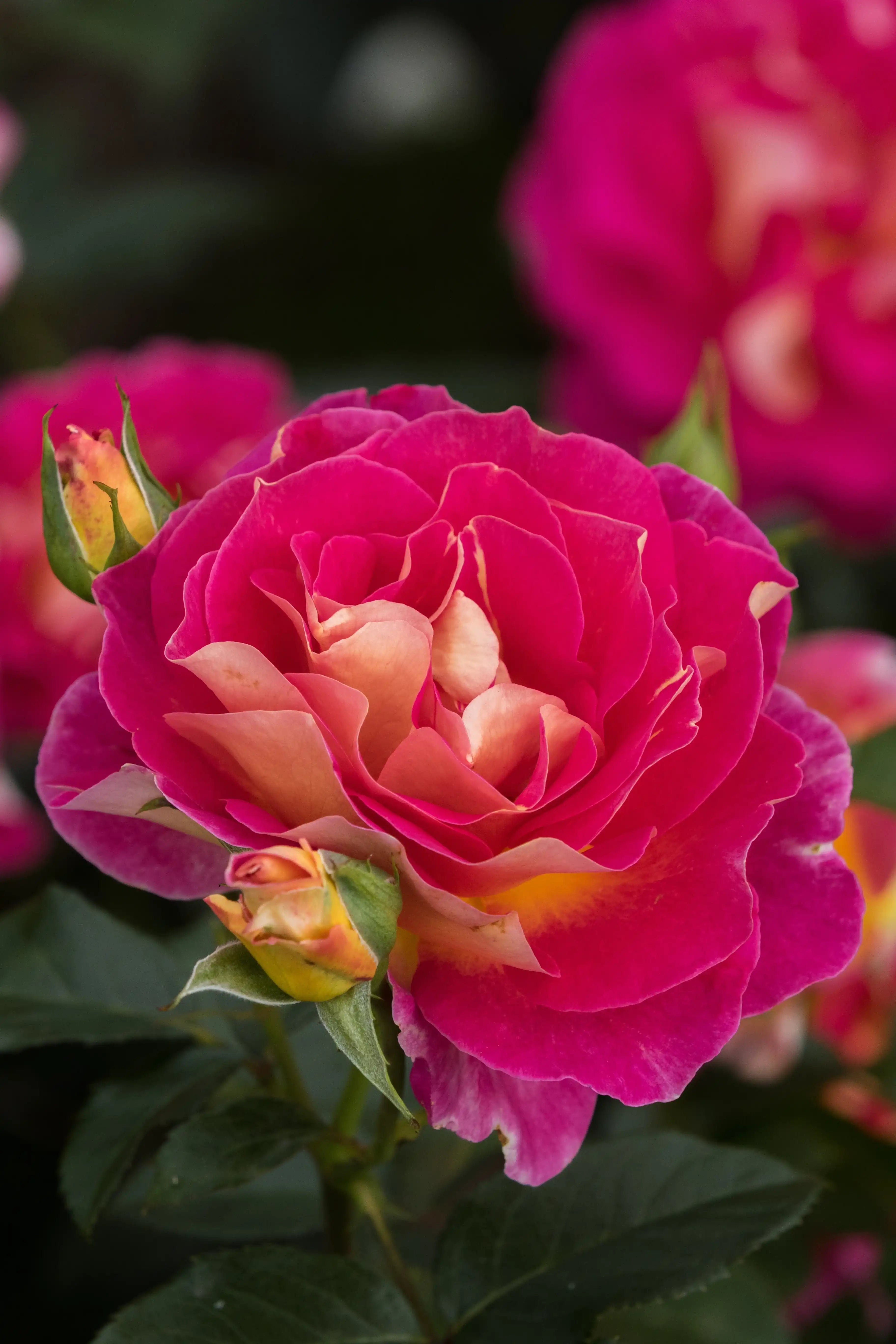Different Types of Roses for Your Garden
