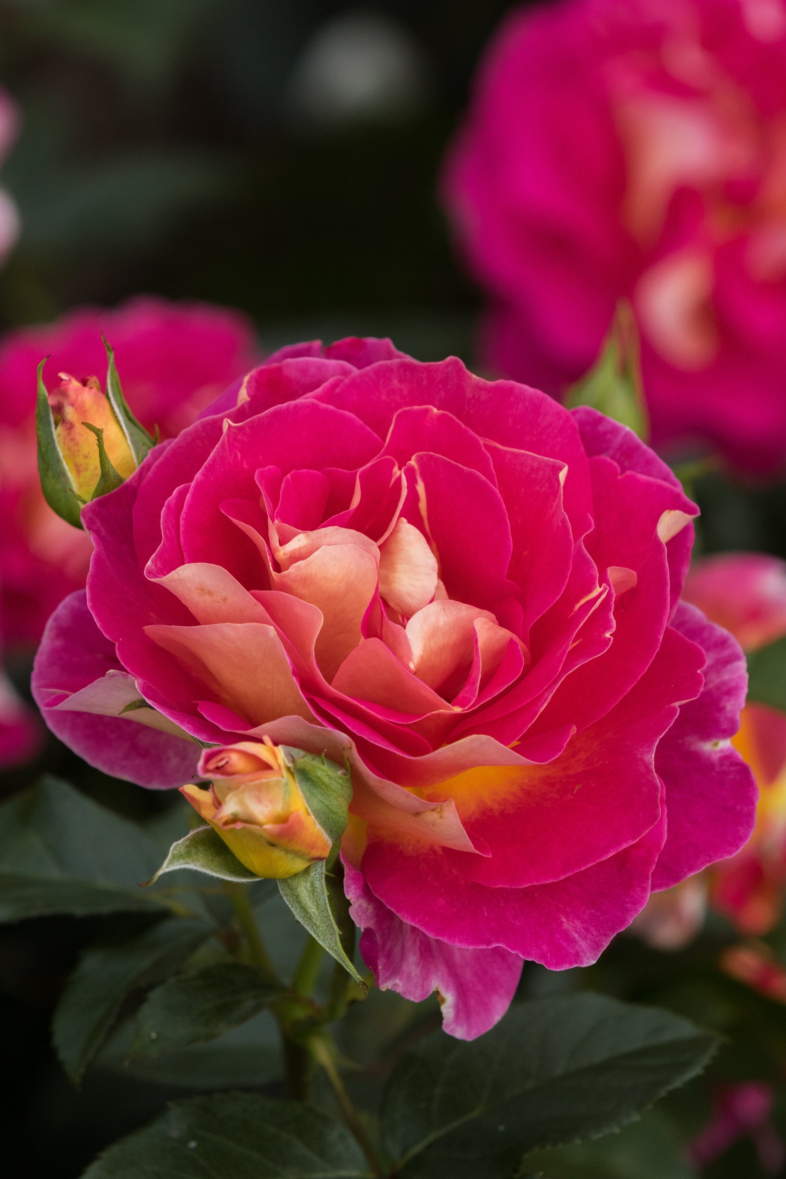 Different Types of Roses for Your Garden