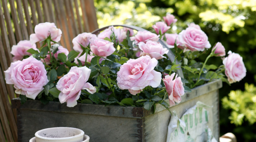Growing Roses Indoors: 5 Care Tips for Long-Lasting Blooms