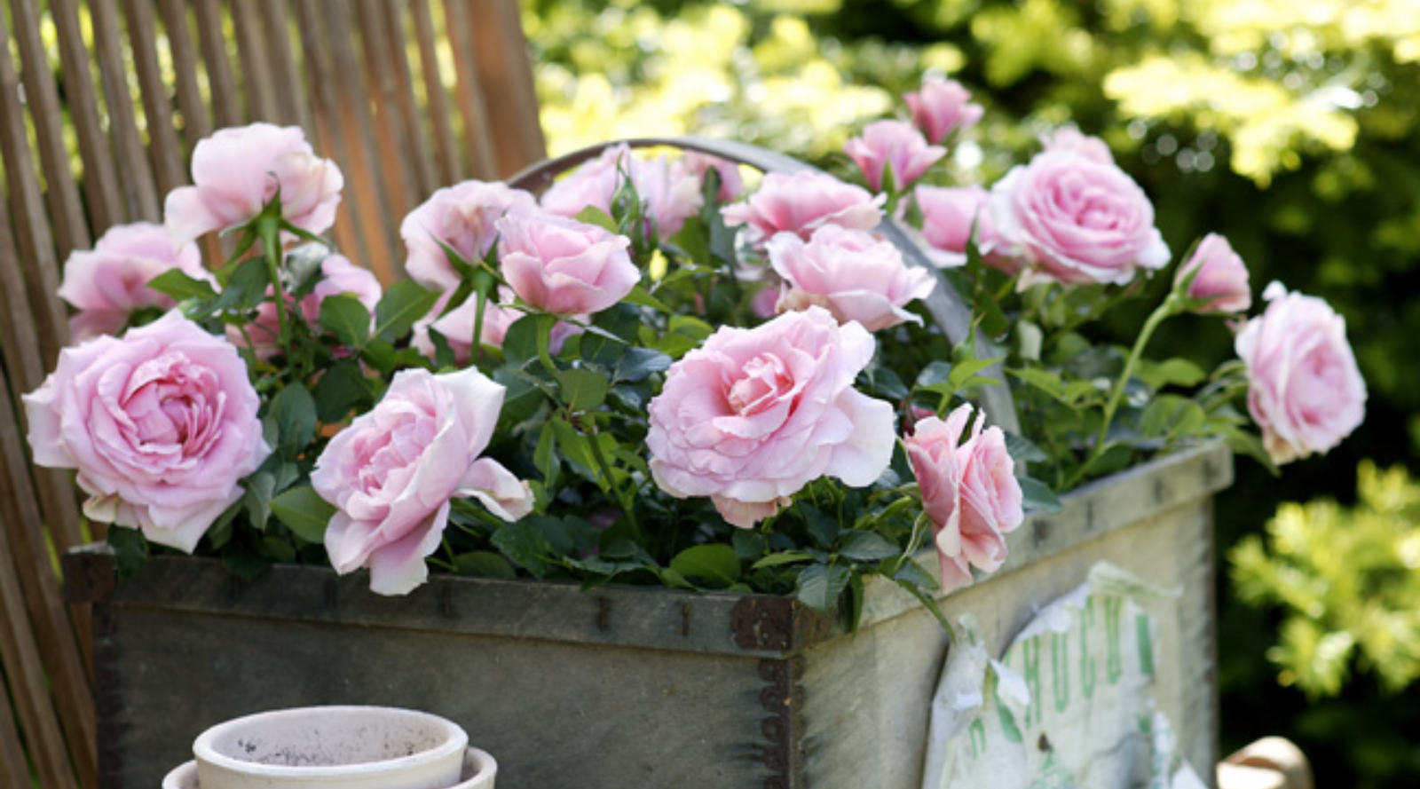 Growing Roses Indoors: 5 Care Tips for Long-Lasting Blooms
