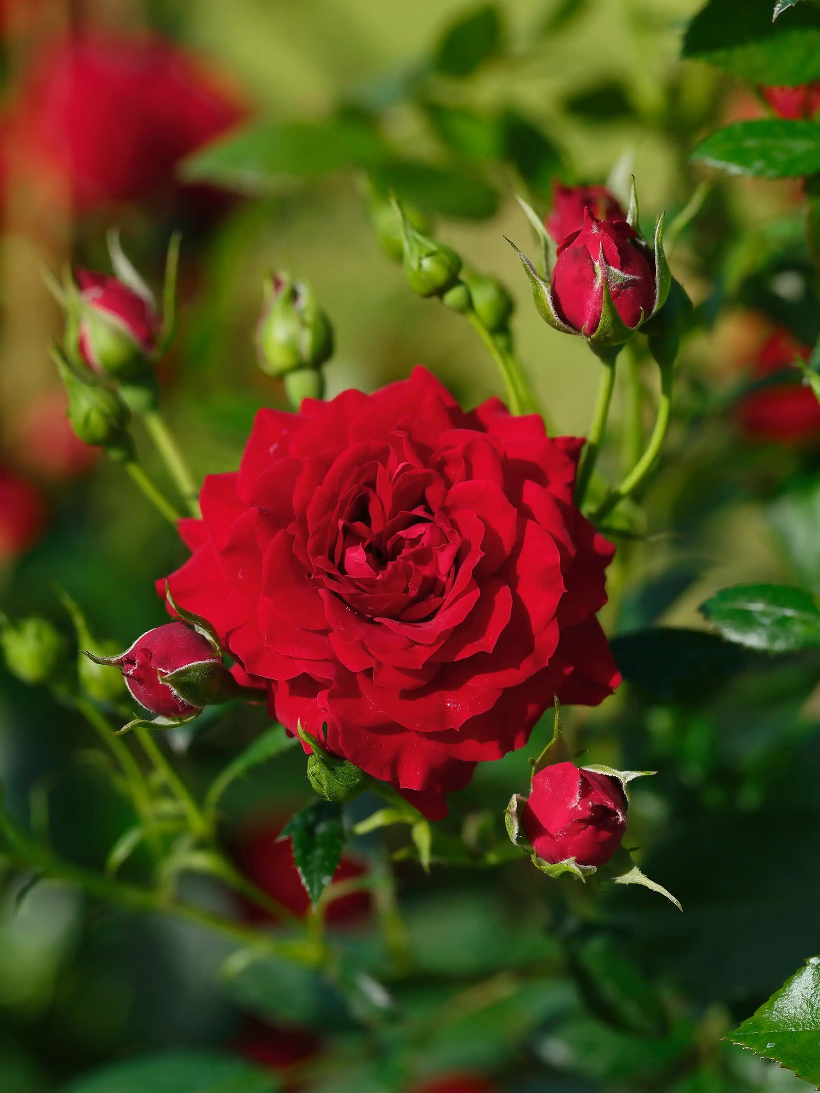 Caring for Roses in Fall for Beautiful Springtime Blooms