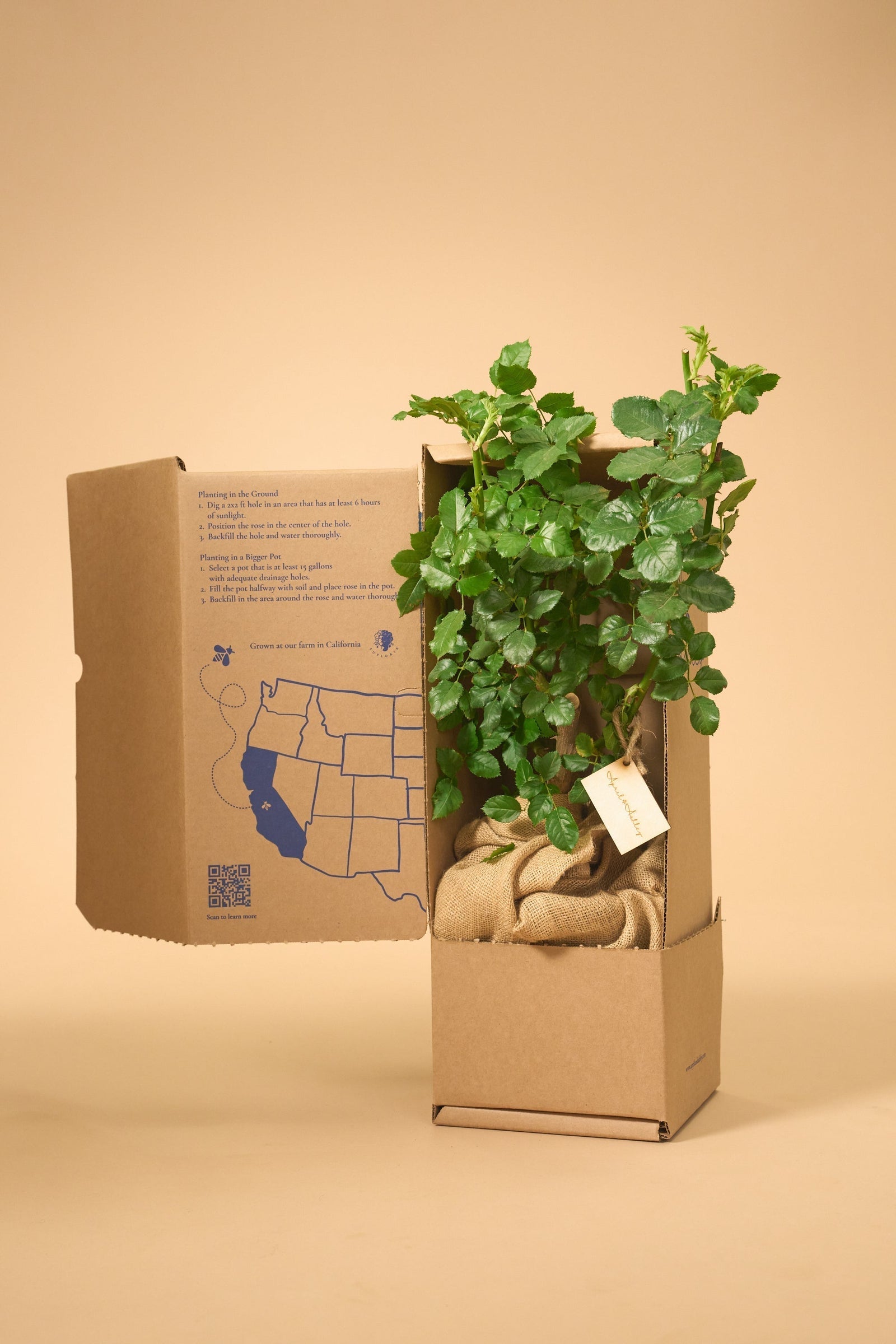 Buying Roses from Sustainable Farmers
