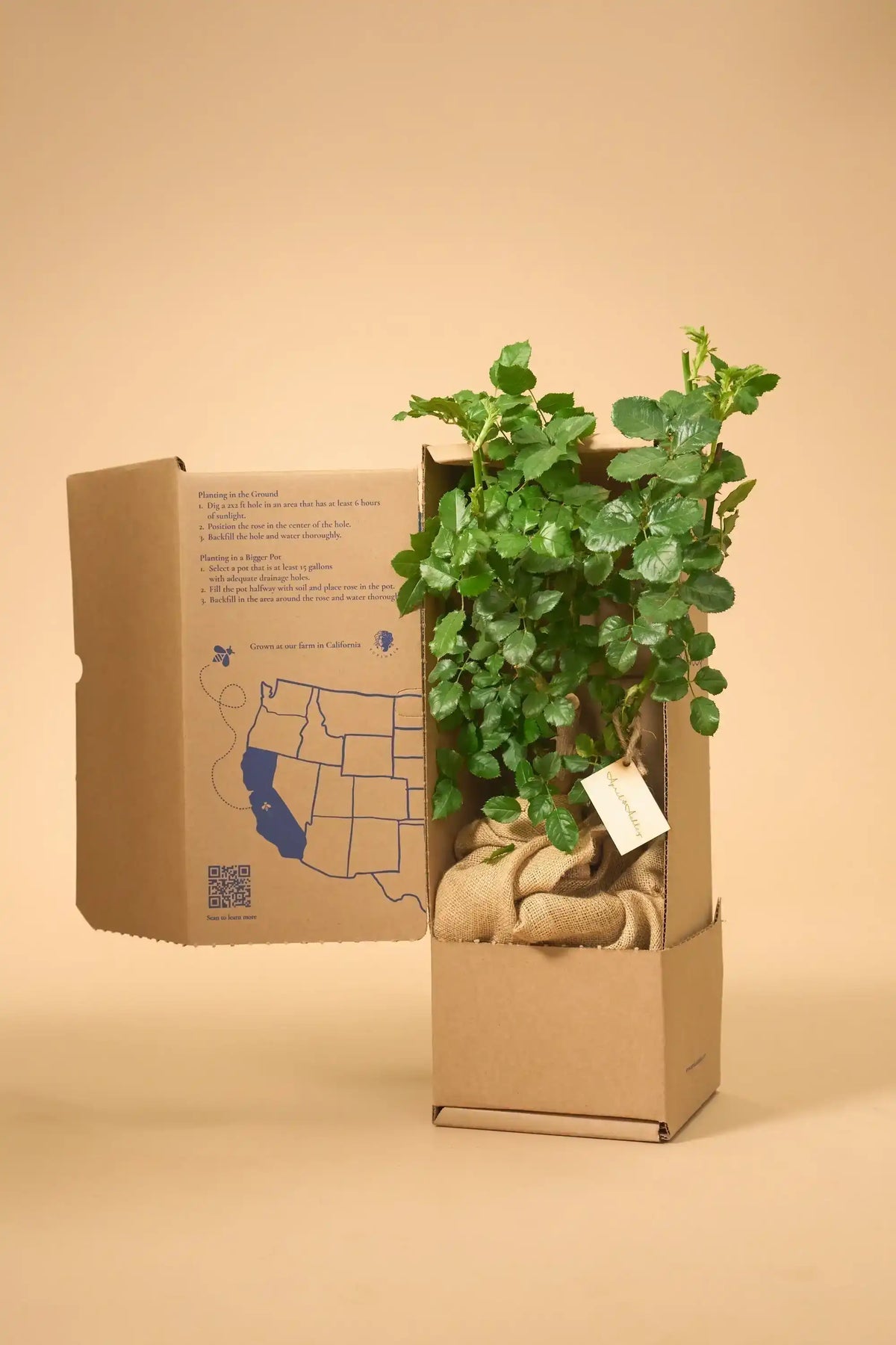 Green Packaged Roses Buying Roses from Sustainable Farmers: How it Helps People and the Pla ...